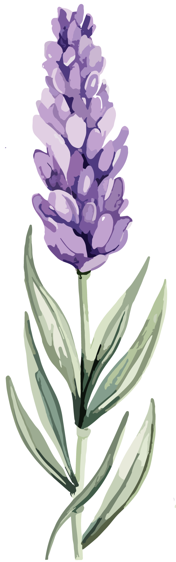 Lavanda